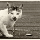 Kat met toegeworpen visje  Deze kat lag geduldig te wachten bij wat vissende jongeren op de kade van de haven van Fethiye, Turkije.